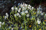 American burnweed